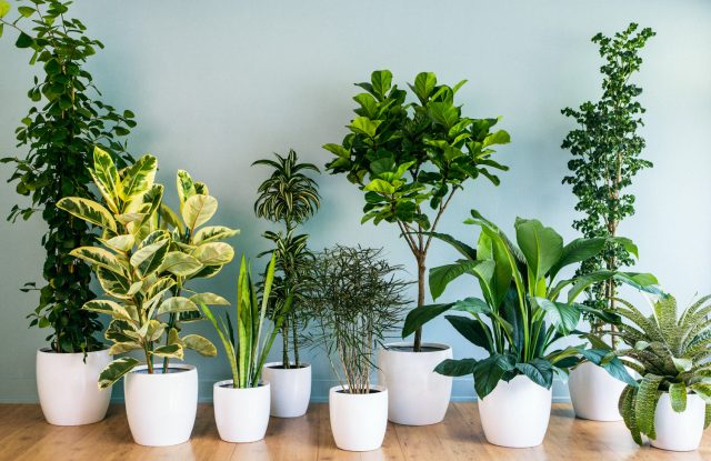 Different Types of House Plants and How it can Make Your Home Gorgeous