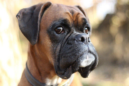 Is A Boxer Dog The Right Fit For Your Home?