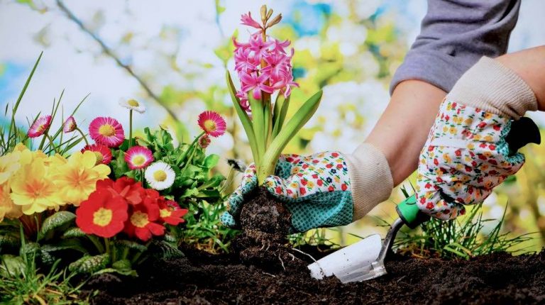 Top 6 Ways To Enhance Your Gardening Skills
