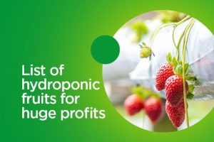 hydroponic fruits