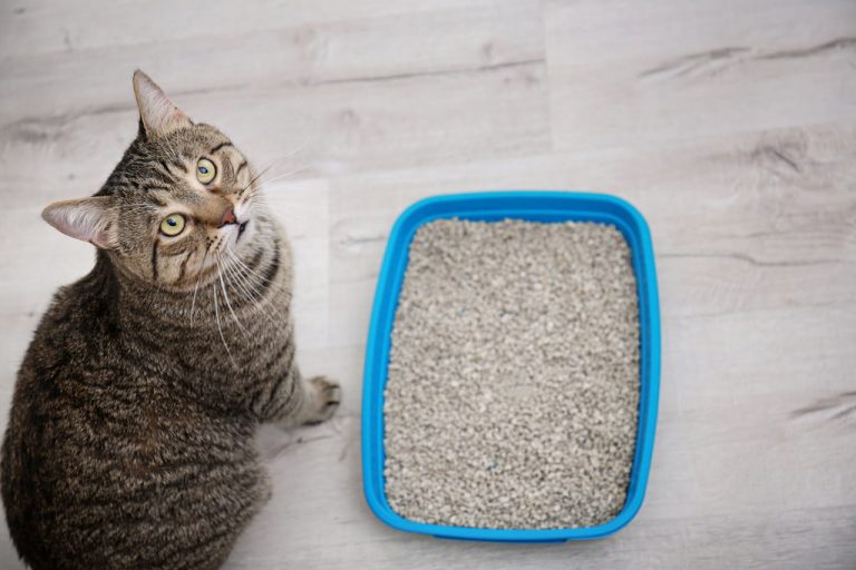 When & Why to Switch For Disposable Cat Litter Boxes?