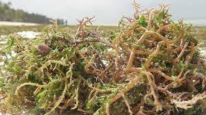 All You Really Want To Be Aware Of Irish Moss