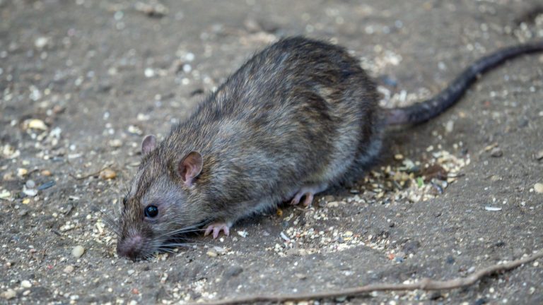 Get Rid Of Rats Through Pest Control Contractors