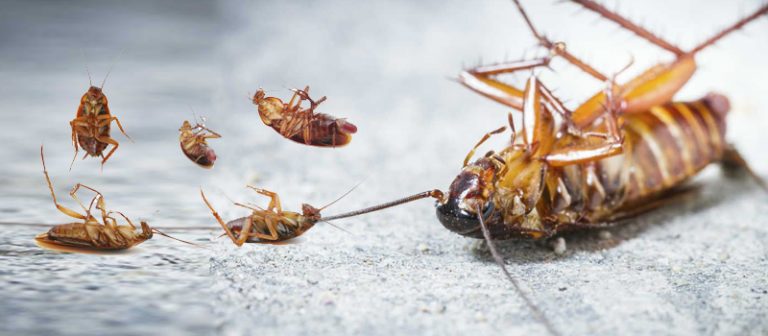 Why You Should Be Focusing On Pest Control?