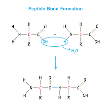 What are peptide bonds, and how do they form?