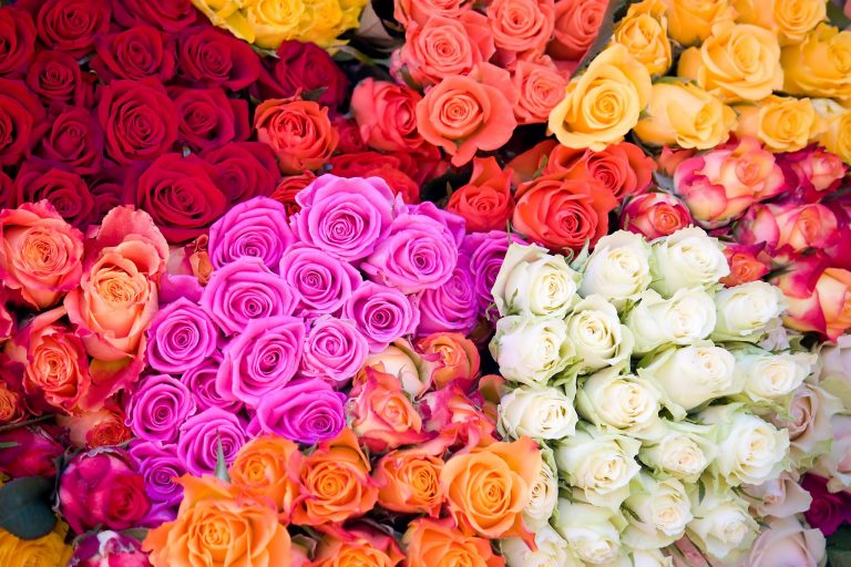Popular Types of Wholesale Roses