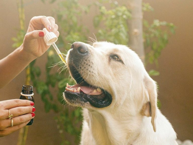 The benefits of CBD edibles for your furry friend