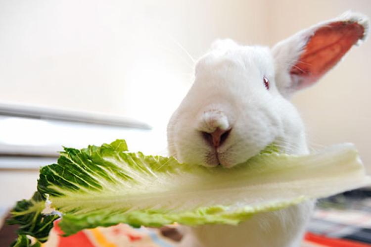 Understanding Your Rabbit’s Dietary Needs: What Foods Are Safe?