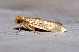 What are Clothes Moths and Are They Dangerous?