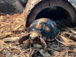 Beginner-Guide of a Pet Cherry Head Tortoise