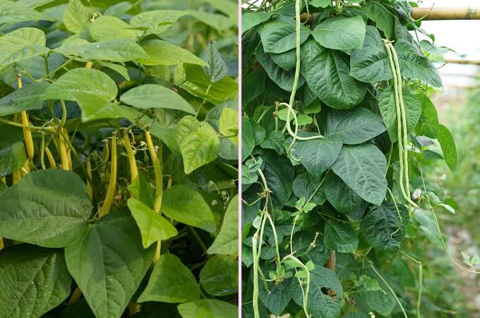 The Great Debate: Bush Beans or Pole Beans for Your Vegetable Patch?