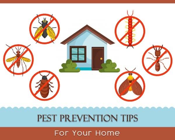 Commercial Pest Control: Tips for Keeping Your Home Pest-Free