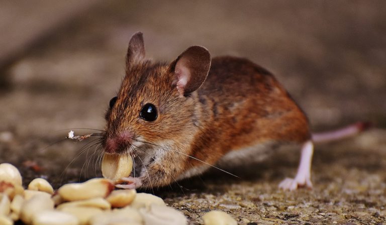 Outsmarting Rodents: Expert Techniques for Long-Term Pest Control