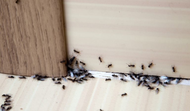 Dealing with Ant Infestations: Effective Ant Removal in Flushing