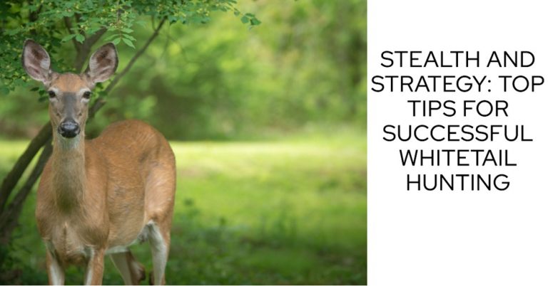 Stealth And Strategy: Top Tips For Successful Whitetail Hunting