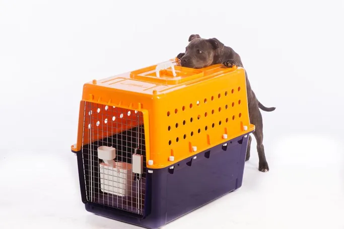 Safe Travels: Choosing the Right Dog Cages for Your Ute Adventures