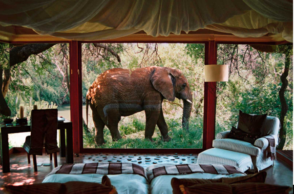 What Are The Highlights of Luxury Tanzania Safari Vacations