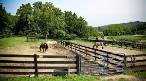 Exploring the Equine Experience on New Jersey Horse Farms