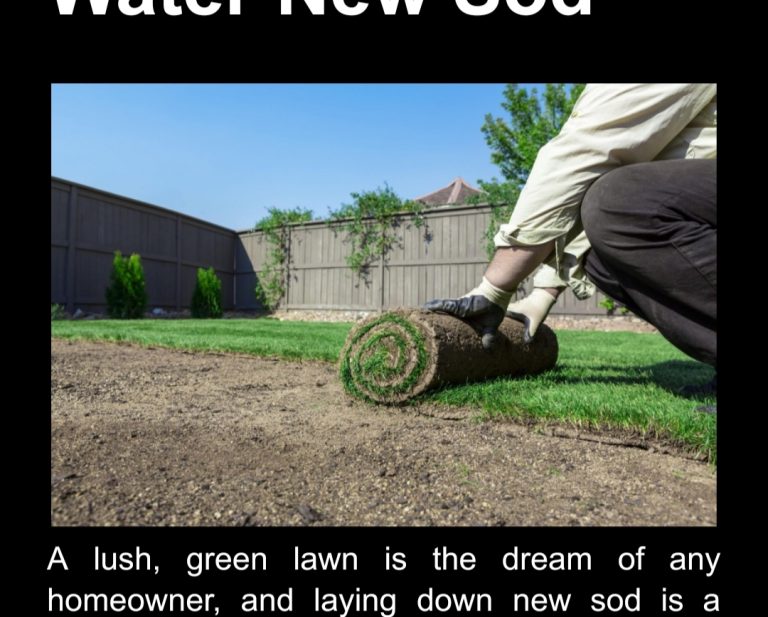 How Much To Water New Sod