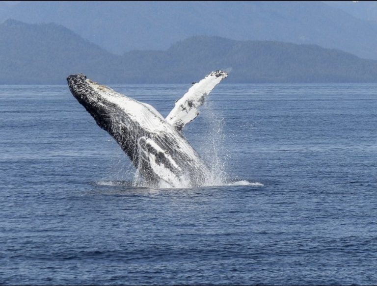 Whale of a Surprise: When Giants Leap onto Boats