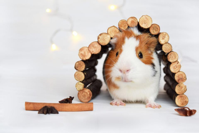 Adventures with Hairless Guinea Pigs: Companionship, Costumes, and Lifelong Love