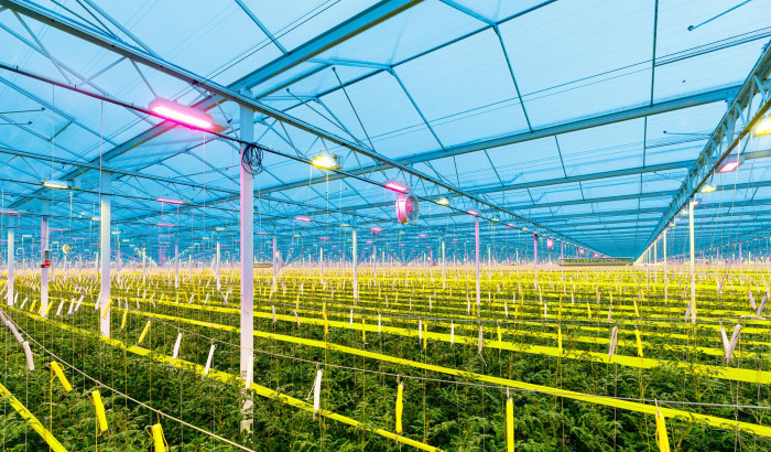 LED Lighting for Commercial Greenhouses: Enhancing Efficiency and Productivity