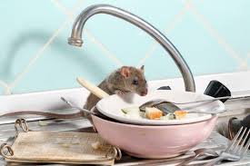 Effective Strategies for Mouse Extermination: A Comprehensive Guide