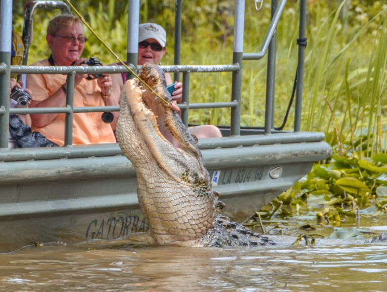 Wildlife Spotting on New Orleans Swamp Tours