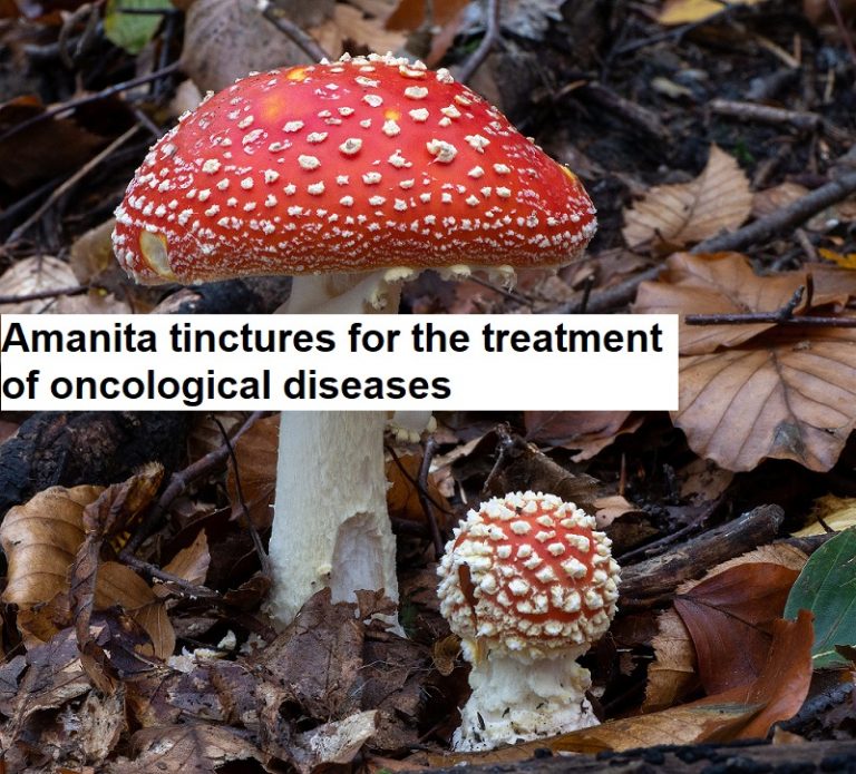 Amanita tinctures for the treatment of oncological diseases