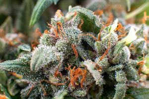 Green Gold: Discovering the Canadian Bud