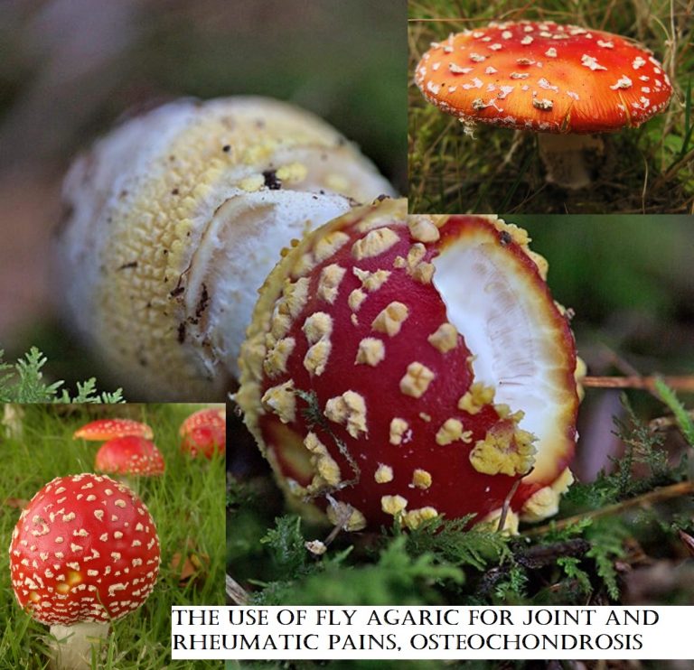 The use of fly agaric for joint and rheumatic pains, osteochondrosis