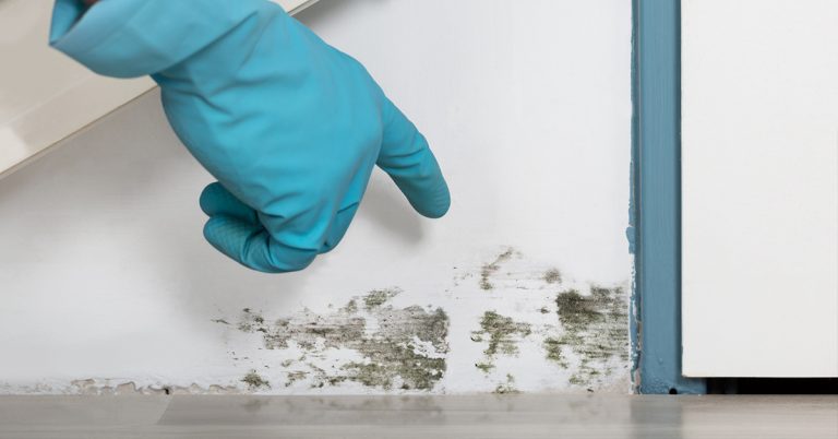 Mold Remediation: Ensuring Health and Safety in Your Environment