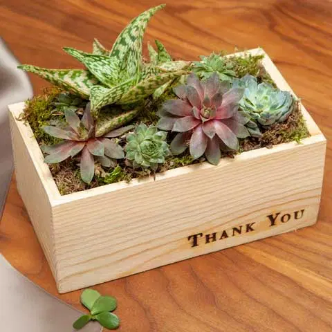 Crafting the Perfect Succulent Gift Box: A Guide to Delighting Every Taste and Preference