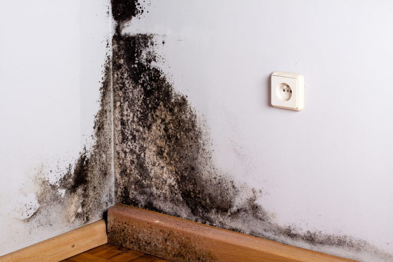 Mold Prevention in Melbourne’s Humid Climate: Essential Tips for Residents to Combat Mold Growth