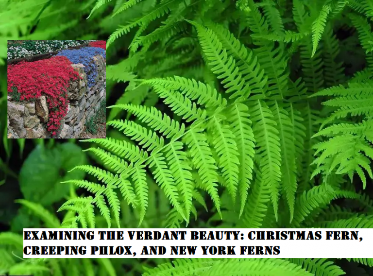Examining the Verdant Beauty: Christmas fern, Creeping Phlox, and New York Ferns