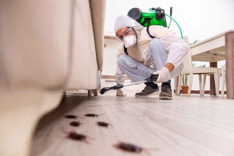 How Do I Choose the Best Pest Control Company in Dhaka?