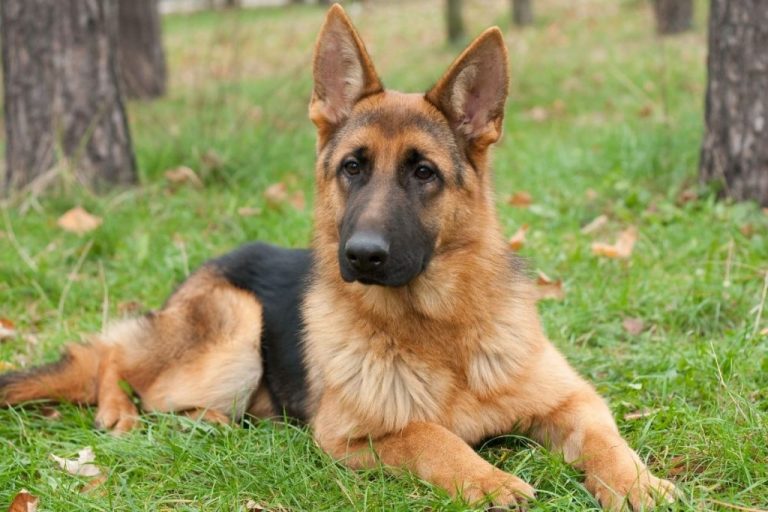 Finding Your Furry Sidekick: The Quest for the Perfect German Shepherd Puppy for Sale