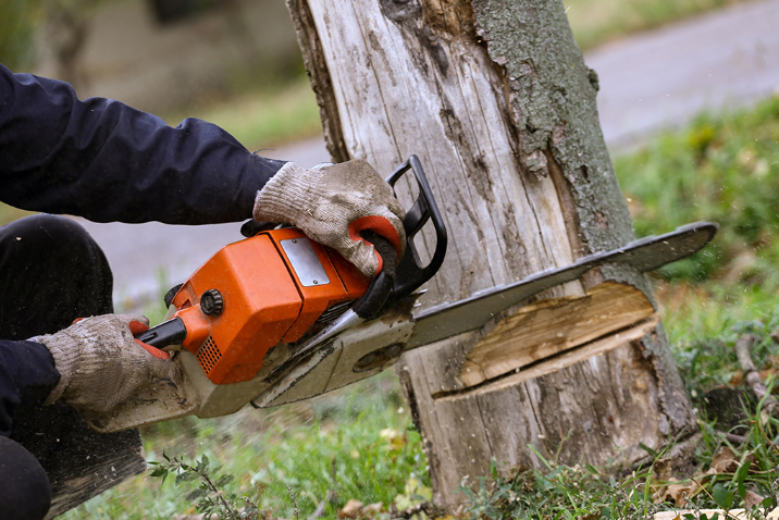 Understanding the Importance of Professional Tree Removal Services