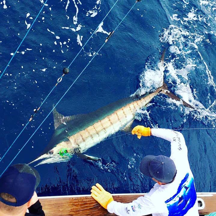 Billfishing in Costa Rica