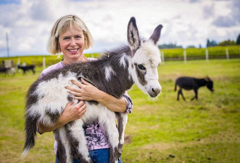 Mini Donkeys and Micro Mini Cows Available Locally