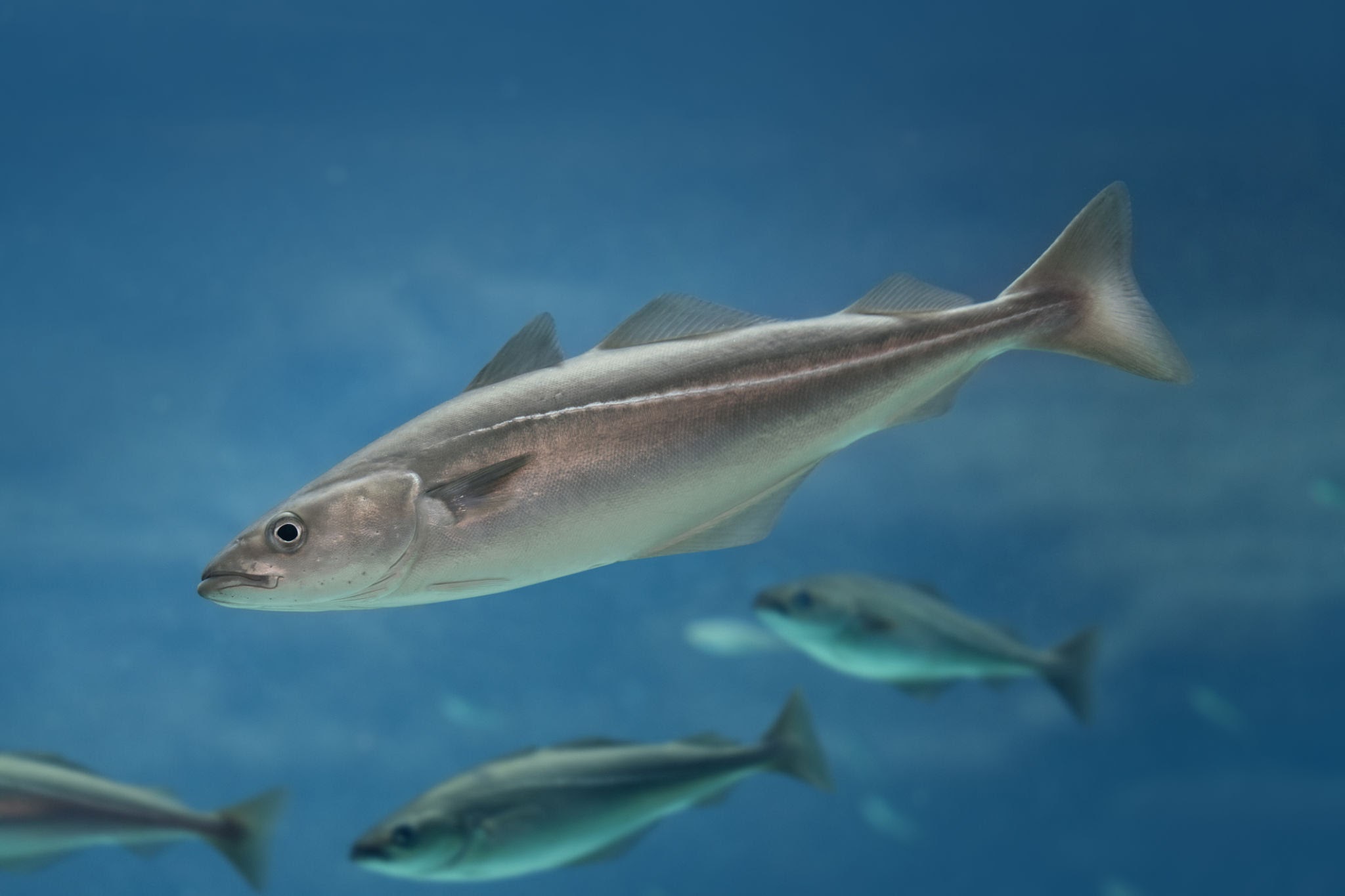 What Is Alaskan Seiti? A Look at Alaska Pollock