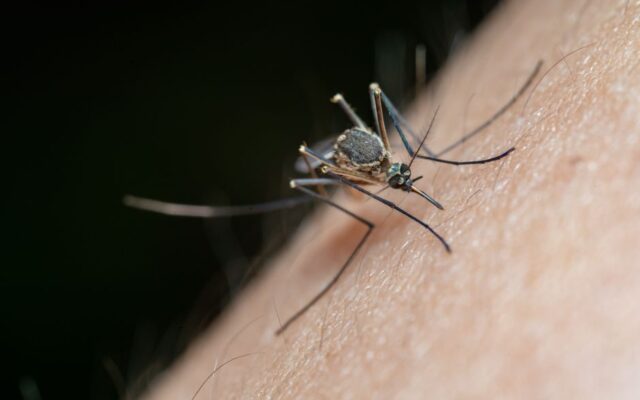 Enjoying Toronto’s Outdoors: How to Prevent Insect Bites and Stay Safe