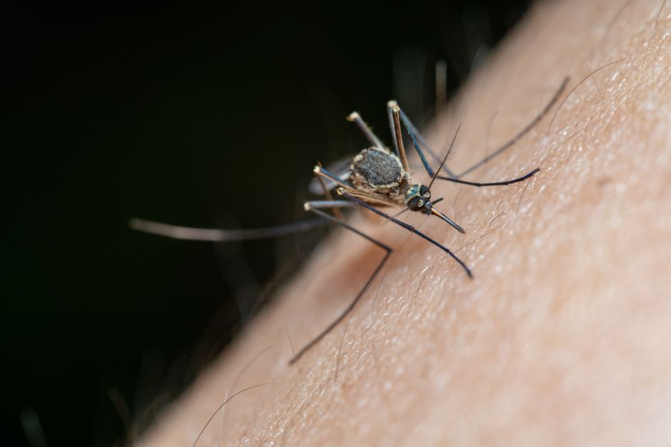 Enjoying Toronto’s Outdoors: How to Prevent Insect Bites and Stay Safe